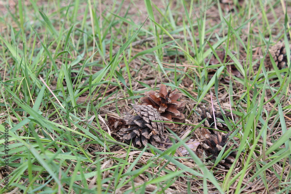 cones in the grass cones in the grass