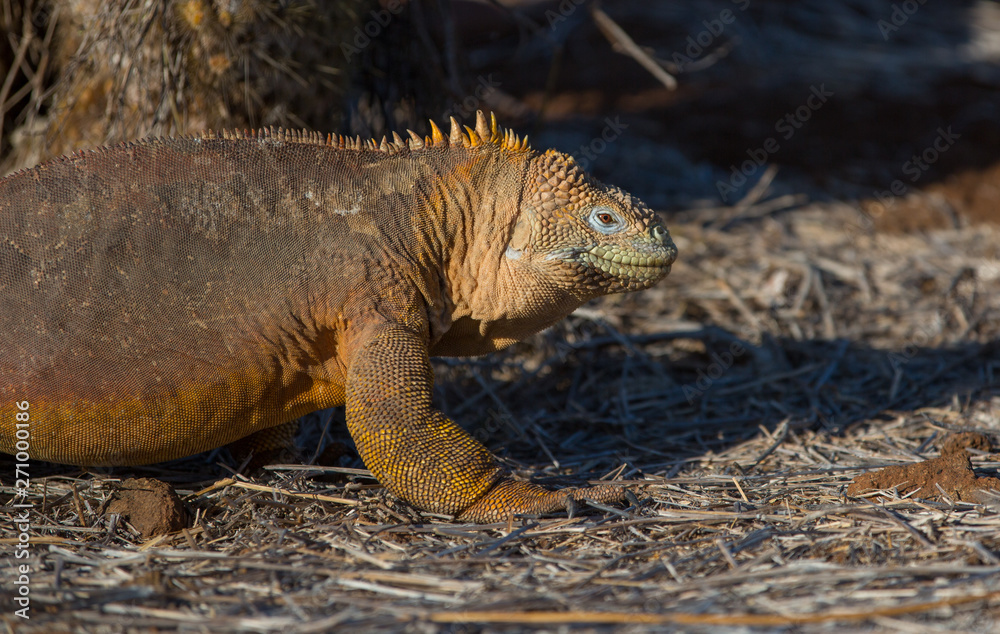 Obraz premium Galapagos Iguana