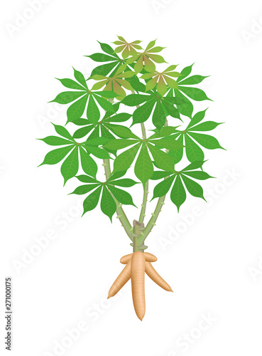 Foto cassava tree plant, cassava rhizomes isolated on white background, manioc cassav