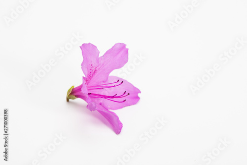 Azalea flower with branch growth isolated on white © papii