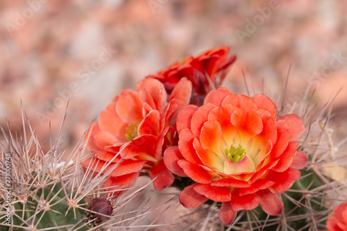 Close up of cuctus in bloom with orange flowers.