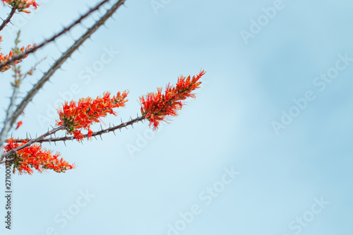 ocotillo in bloom with orange flowers against blue sky photo