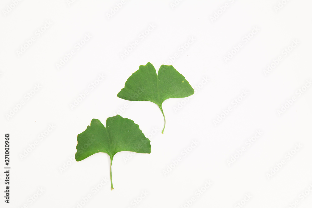 Fototapeta premium Green ginkgo biloba leaves on a white background