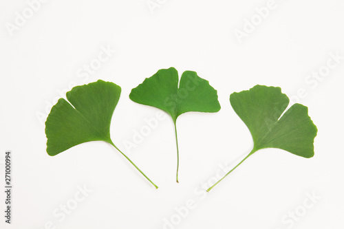 Green ginkgo biloba leaves on a white background