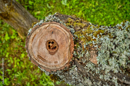 Saw cut wood close up at the cottage