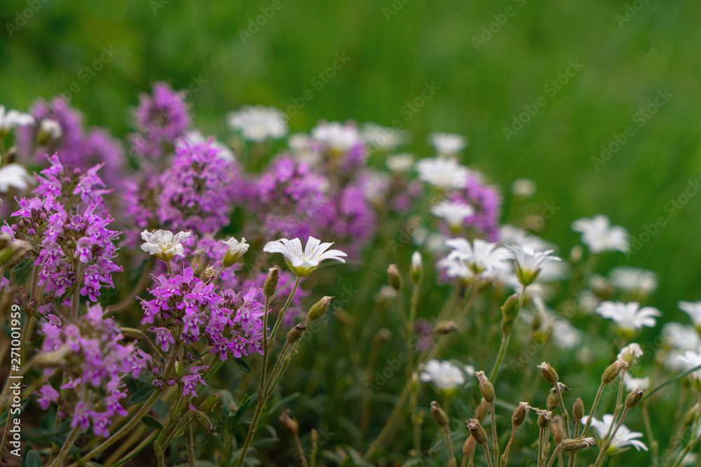 Fresh green thyme herbs with pink flowers growing with other white flowers