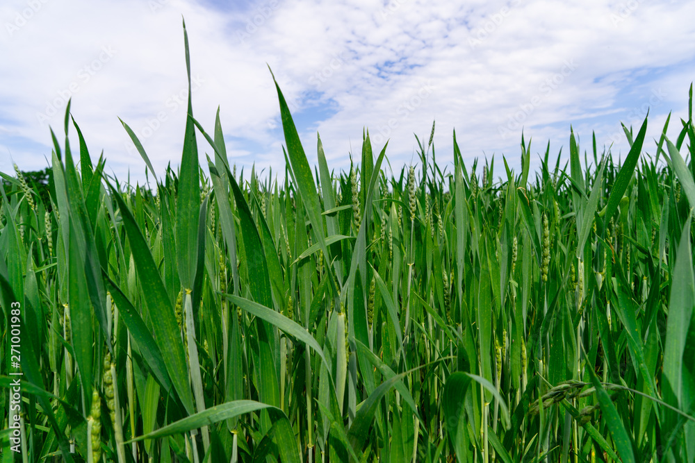 A healthy wheat crop growing in spring