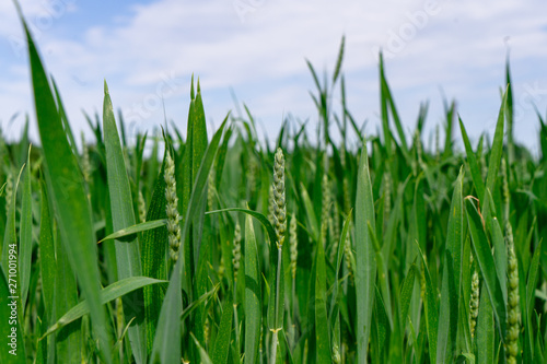 A healthy wheat crop growing in spring