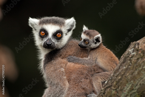 ring-tailed lemur, lemur catta