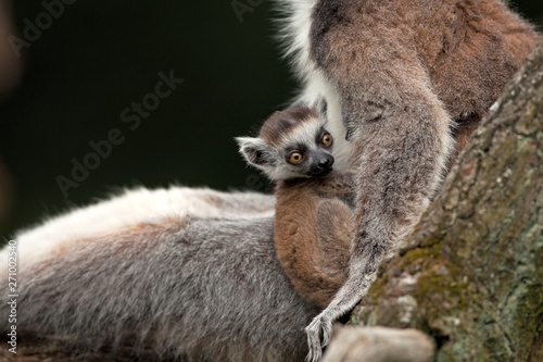 ring-tailed lemur, lemur catta photo