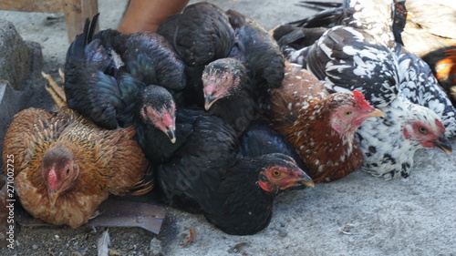 in the morning at the crowded animal market, roosters and females are sold, used for cooking and re-bred