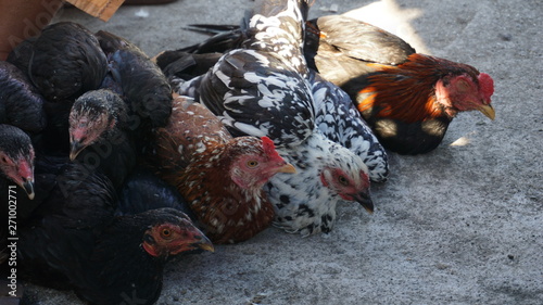 in the morning at the crowded animal market, roosters and females are sold, used for cooking and re-bred