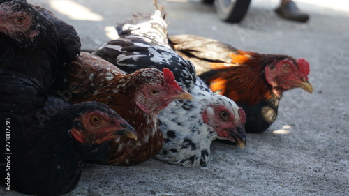 in the morning at the crowded animal market, roosters and females are sold, used for cooking and re-bred