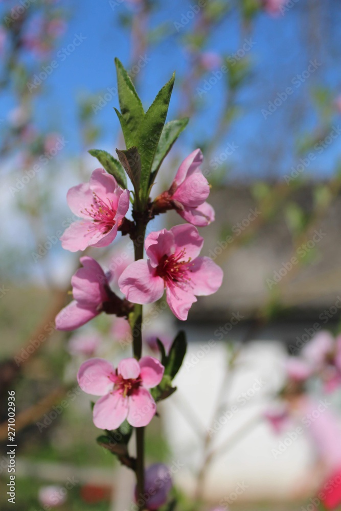 Obraz premium blooming apple tree in spring