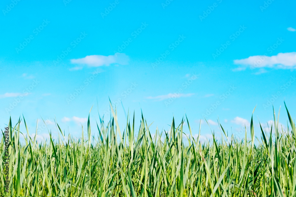 Panoramic view with fresh green meadows in bloom on a beautiful Sunny day against a blue background . Copyspace. Panoramic view with fresh green meadows in bloom on a beautiful Sunny day against a blue background . Copyspace.