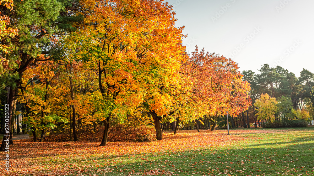 Wonderful and brown autumn in the forest, Poland