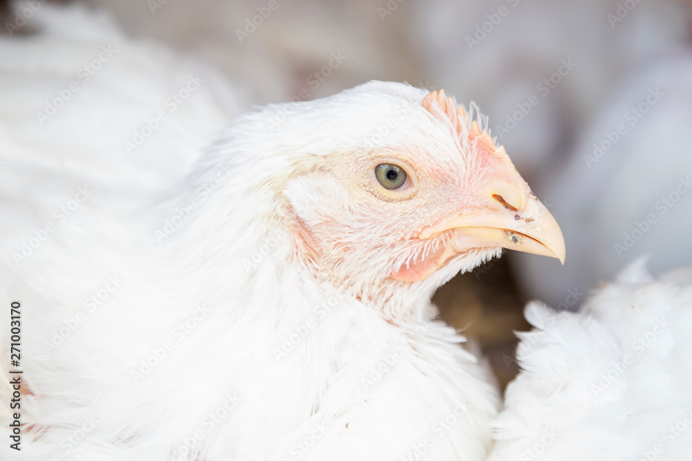 Fototapeta premium Head of white chicken in cage