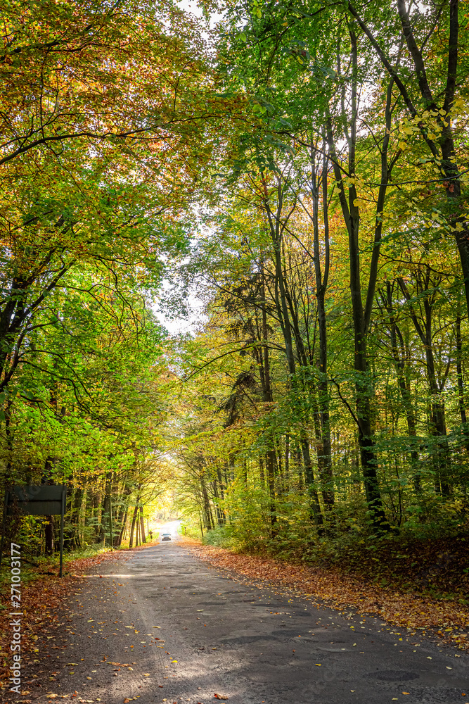 Amazing and brown forest in the autumn, Europe