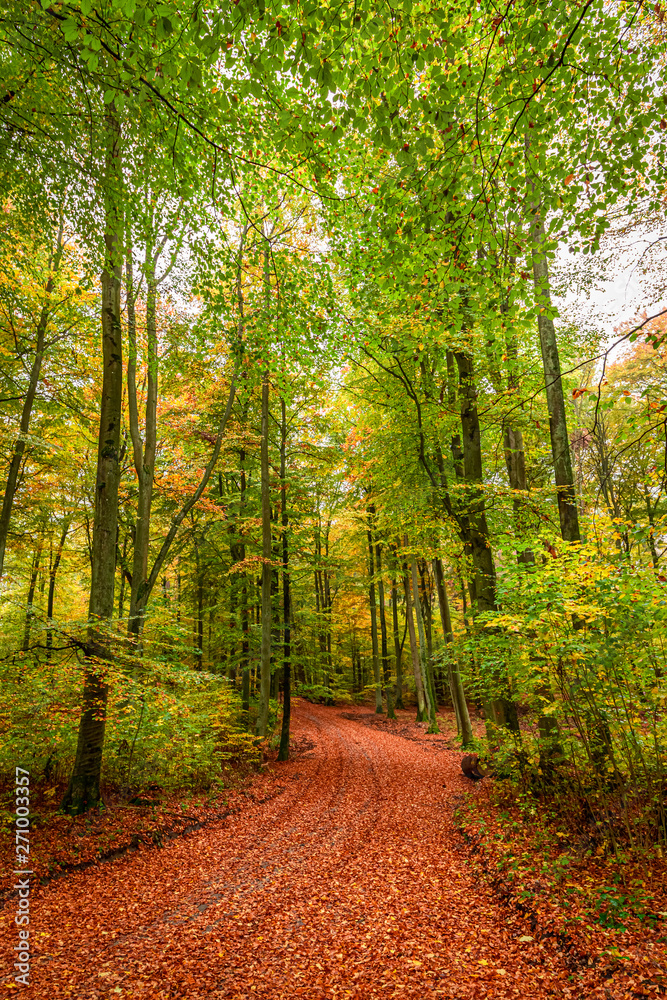 Fototapeta premium Sunny and amazing forest in the fall, Poland