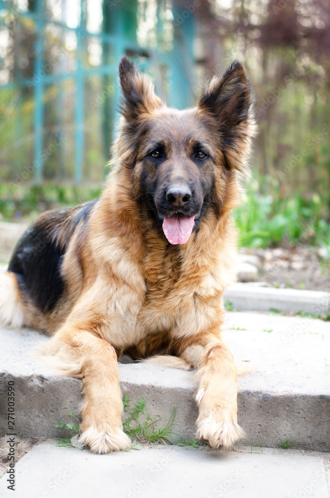 Portrait of German Shepherd dog. Photo of Dog's head. Portrait of German Shepherd dog. Photo of Dog's head.