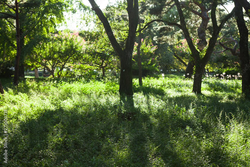 Beautiful sunlight of greensward at Orung Royal tombs heritage in Gyeongju, South Korea Beautiful sunlight of greensward at Orung Royal tombs heritage in Gyeongju, South Korea