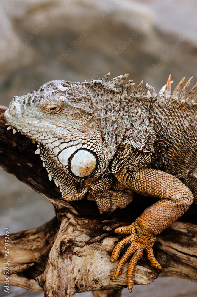 Huge adult iguana resting in the zoo's terrarium Huge adult iguana resting in the zoo's terrarium