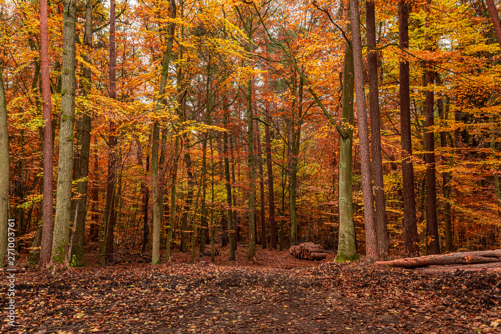 Fototapeta premium Amazing and brown path in the forest, Europe