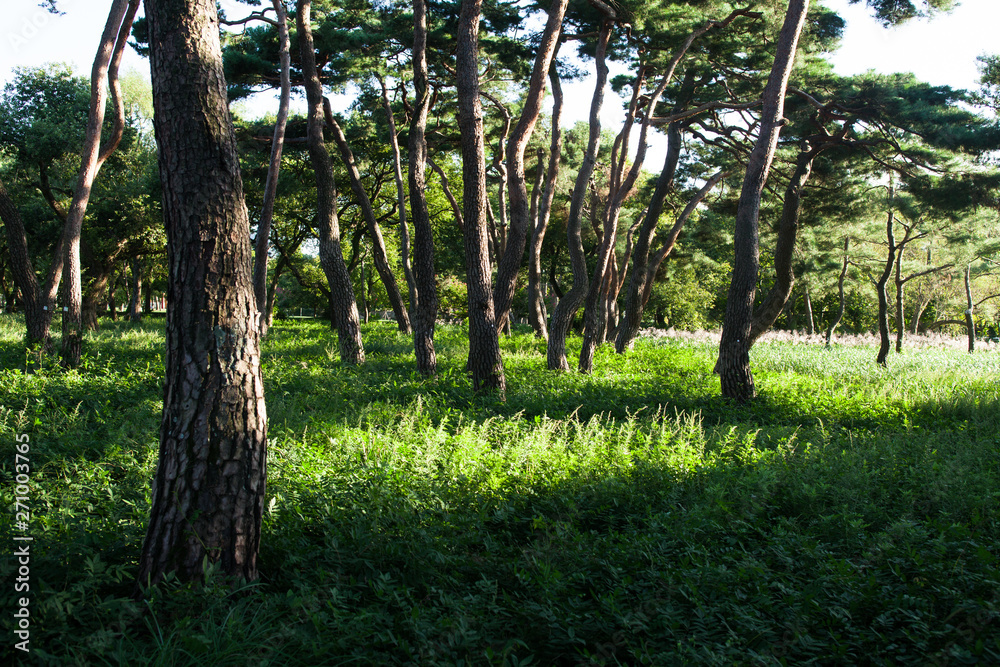 Beautiful sunlight of greensward at Orung Royal tombs heritage in Gyeongju, South Korea Beautiful sunlight of greensward at Orung Royal tombs heritage in Gyeongju, South Korea