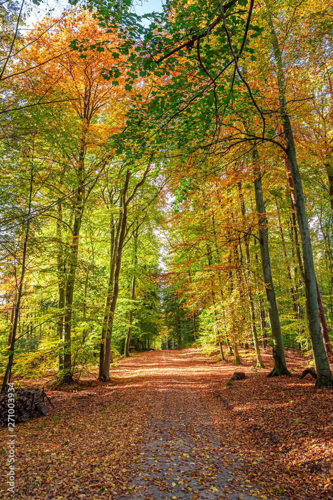 Fototapeta premium Brown and green forest in the fall, Poland