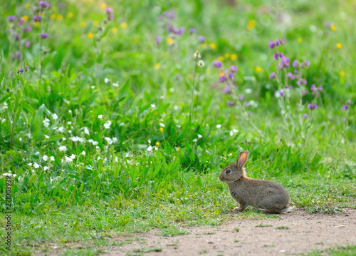 Innocent cute wild baby European hare (Lepus europaeus), sitting on green grass  and looking at camera. Blooming purple common bugloss, yellow buttercup and colorful flowers are in the background. © Fotorina
