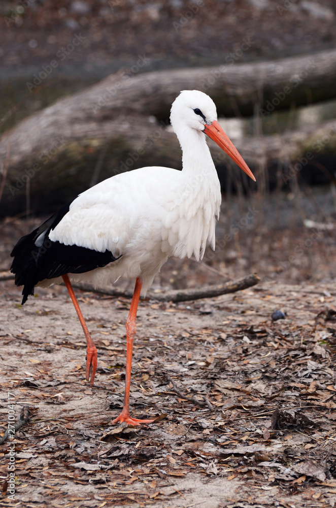 Elegant white stork. Wild animal in the autumn nature. Elegant white stork. Wild animal in the autumn nature.