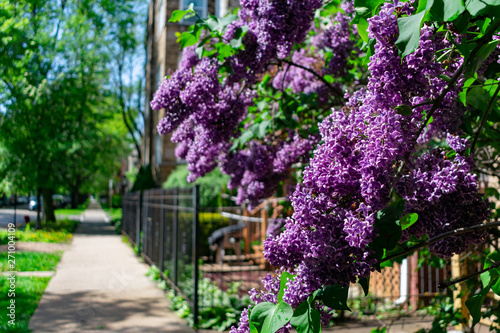 Purple Flowering Plant and Sidewalk next to a Row of Old Homes in Logan Square Chicago