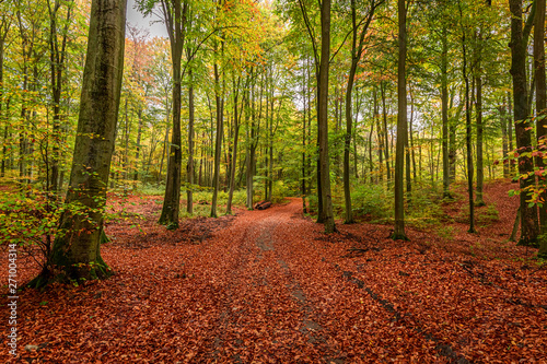 Green and gold forest in the fall, Poland