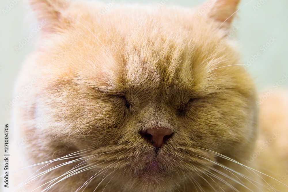 portrait of a cat