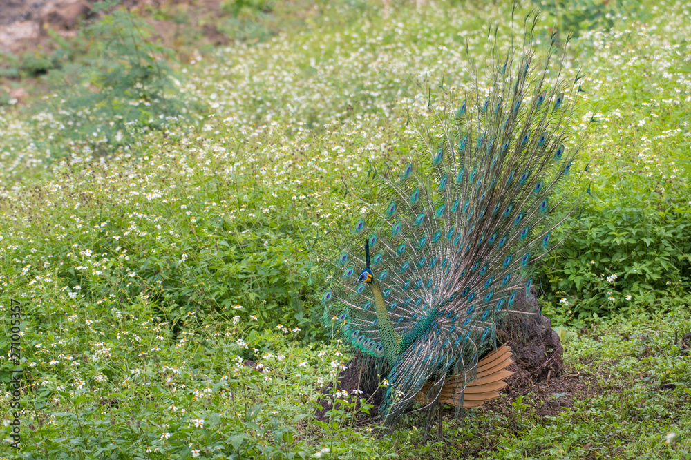 Obraz premium The peacocks are spreading their wings and tails. In the green grass
