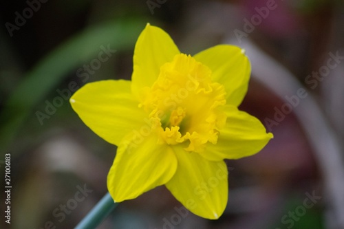yellow daffodil in the garden © D. C. Images.
