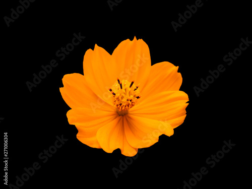 Margarida
