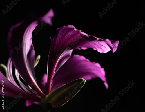 Flora