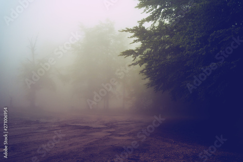 Mountain road path trough the trees forest mountain range dark misty fog rainy day © Miljan Živković