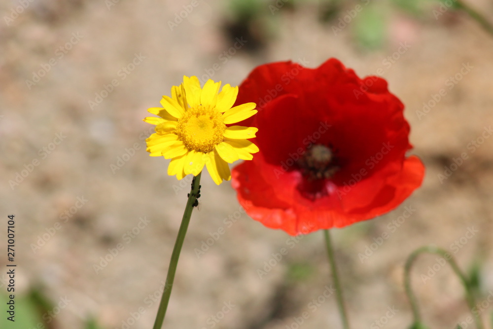 red poppy in field red poppy in field