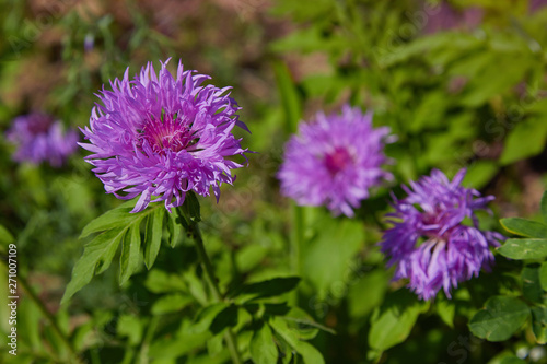 purple pink Stokes Aster Stokesia laevis flower in bloom in early spring