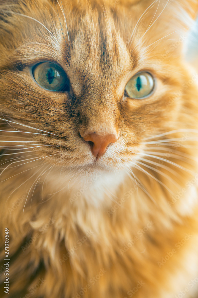 Red Cat Closeup