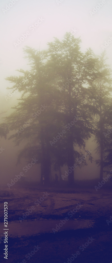 Fototapeta premium Misty fog rainy day on the mountain range moody trees