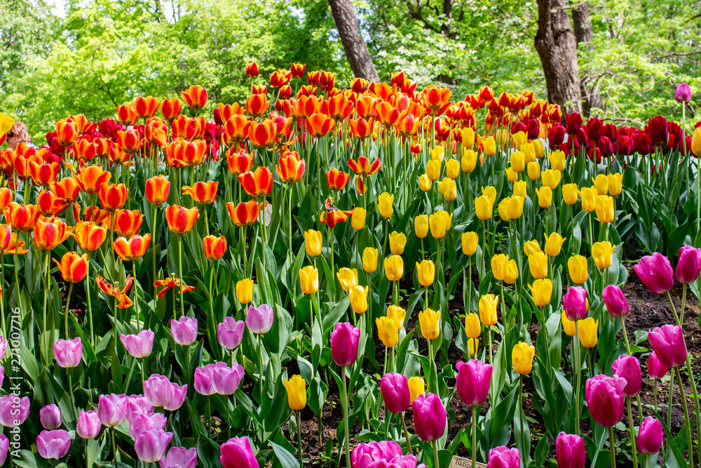 The hill in the park with colorful tulips of different varieties. Decor of gardens and parks, spring flowers tulips bloom petals leaves
