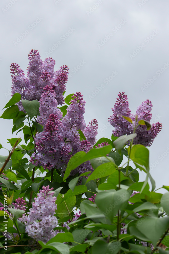 Twigs of lilac purple lilac against the sky. Lush blooming lilac bush, inflorescence petals leaves vertical photo Twigs of lilac purple lilac against the sky. Lush blooming lilac bush, inflorescence petals leaves vertical photo