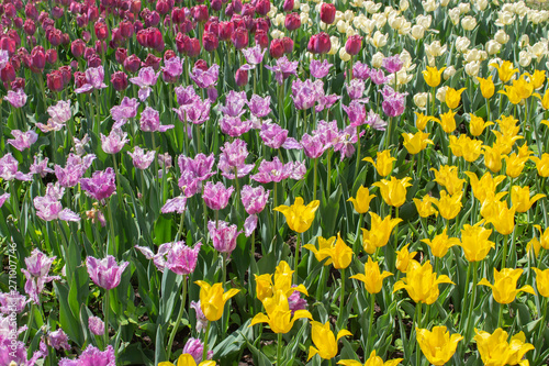 A group of tulips of different colors varieties. Colored stripes of flowers tulips, background wallpaper floral ornament. Beautiful garden planted with tulips