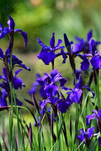Close up of purple iris flowers.