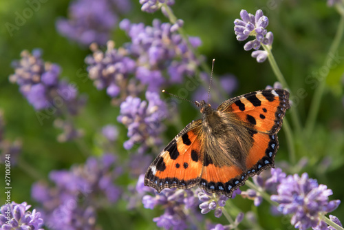 Schmetterling auf Lavendel © Werner
