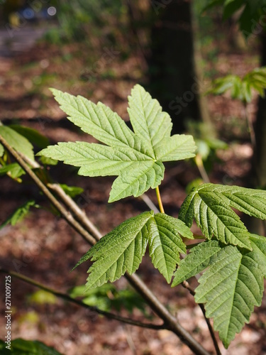 Wallpaper Mural maple leaves in early spring (April, Szczecin, Poland) Torontodigital.ca