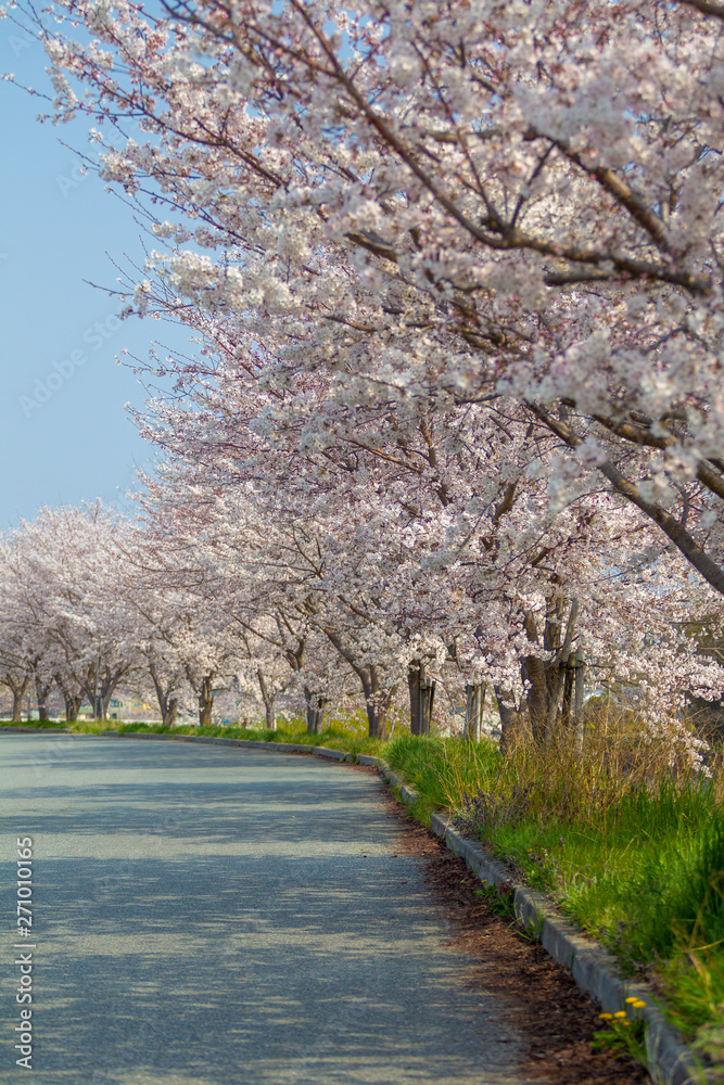 桜